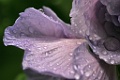 Intimacy 10 Copyright Villayat Sunkmanitu